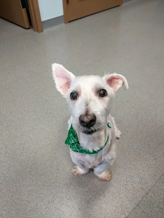 Happy Tails Veterinary Care Picture 4