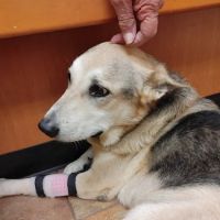 Banfield Pet Hospital ico