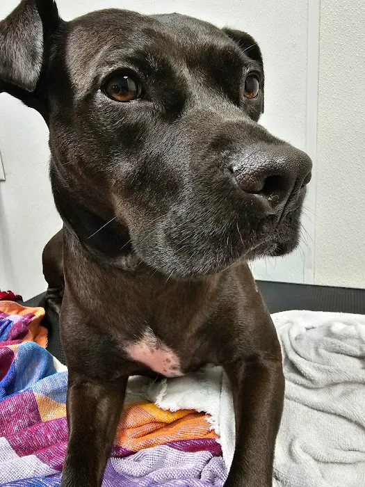 North Oconee Animal Hospital Picture 1