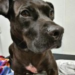 North Oconee Animal Hospital