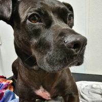 North Oconee Animal Hospital ico