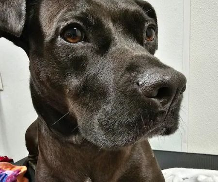 North Oconee Animal Hospital