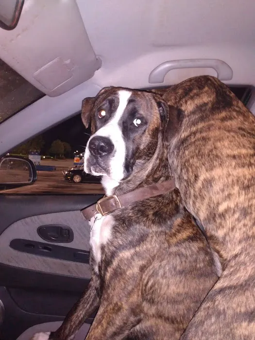Friendship Springs Veterinary Care Picture 2