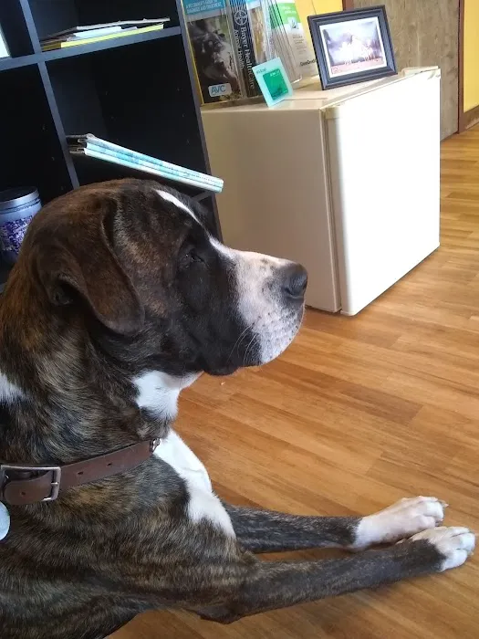 Friendship Springs Veterinary Care Picture 3