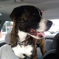 Friendship Springs Veterinary Care ico
