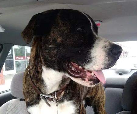 Friendship Springs Veterinary Care