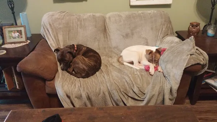 Friendship Springs Veterinary Care Picture 9