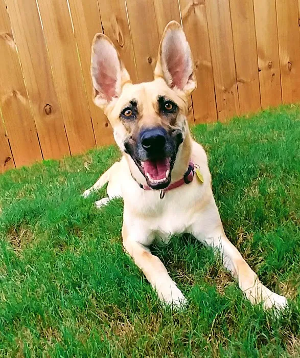 Friendship Springs Veterinary Care Picture 10