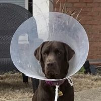 Sprayberry Animal Hospital ico