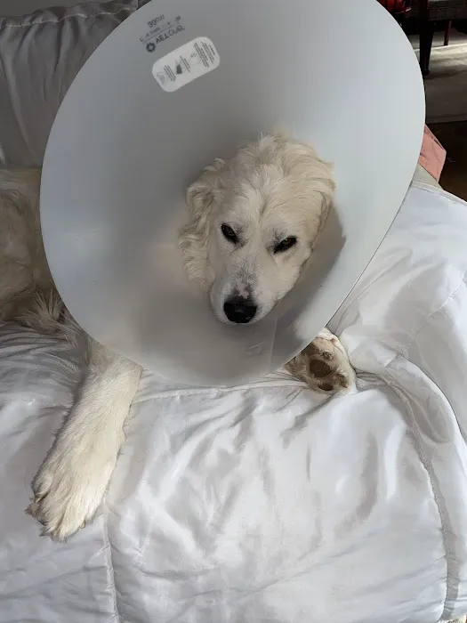 Sandy Paws Veterinary Clinic Picture 2