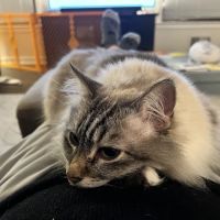Sandy Paws Veterinary Clinic ico