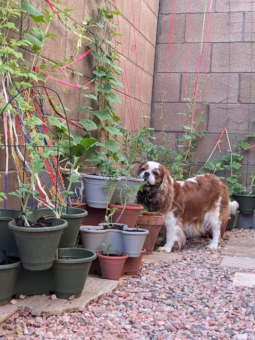 Sandy Paws Veterinary Clinic Picture 8