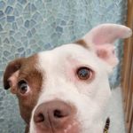 Johnson Veterinary Services