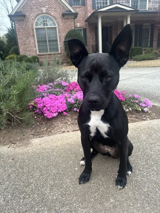 Petfolk Veterinary & Urgent Care - East Cobb Marietta Picture 3