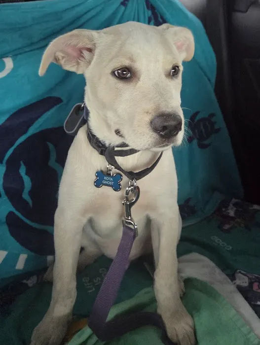 Banfield Pet Hospital Picture 3