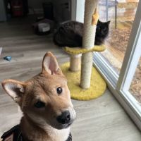 Banfield Pet Hospital ico