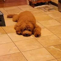 Banfield Pet Hospital ico