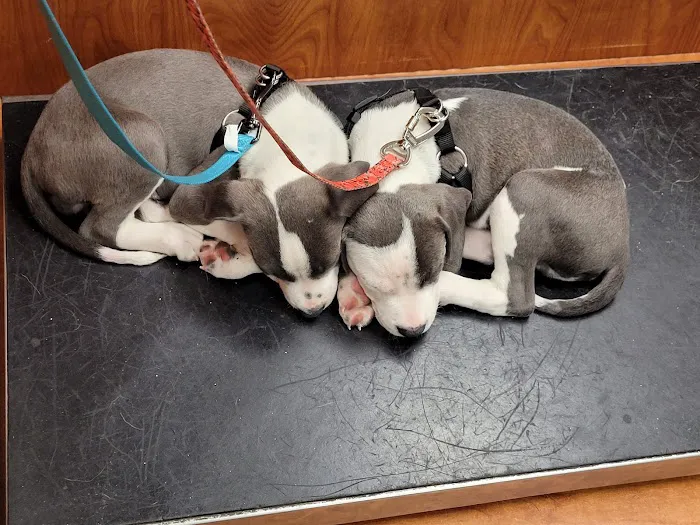 Banfield Pet Hospital Picture 5