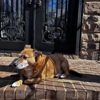 Greater Atlanta Veterinary Medical Group ico