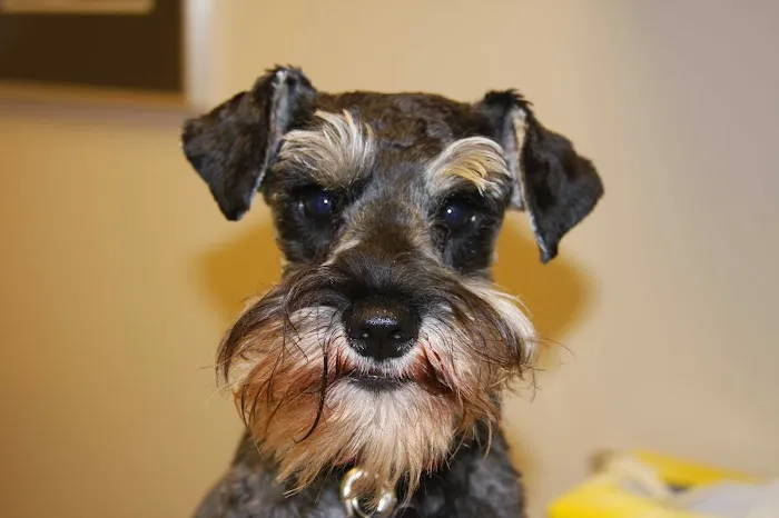 Greater Atlanta Veterinary Medical Group Picture 7