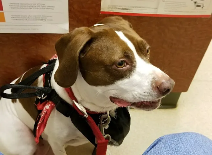 Greater Atlanta Veterinary Medical Group Picture 8