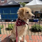 My Pet's Vet Kennesaw