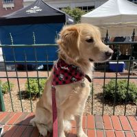My Pet's Vet Kennesaw ico