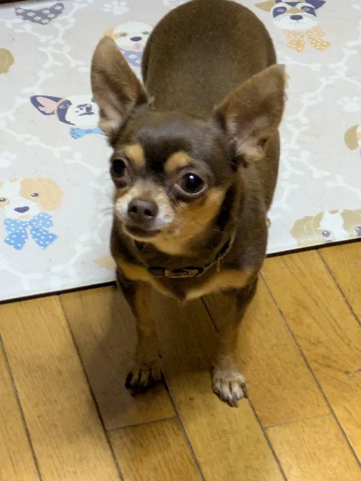 My Pet's Vet Kennesaw Picture 2
