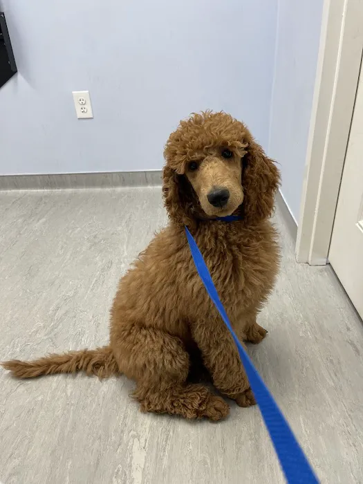 My Pet's Vet Kennesaw Picture 7
