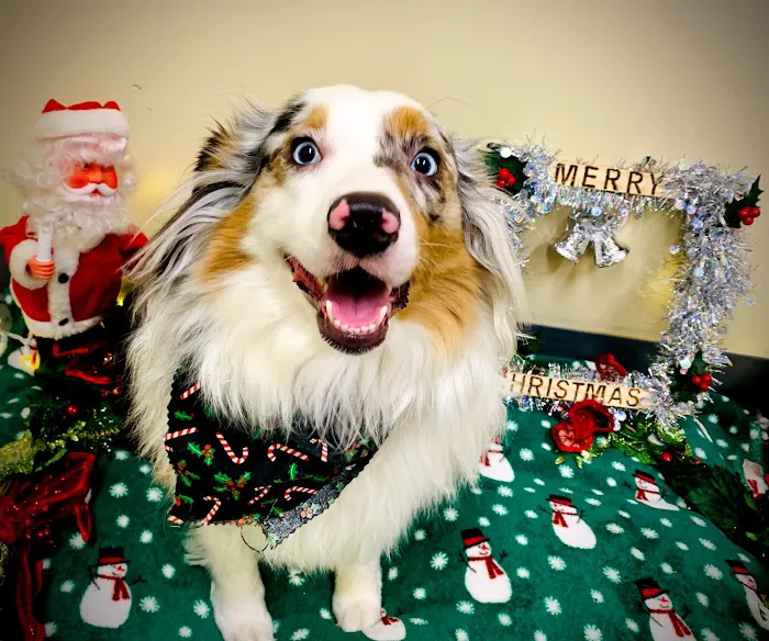 Shiloh Veterinary Hospital Picture 3