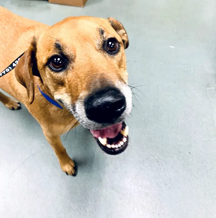 Shiloh Veterinary Hospital Picture 1