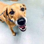 Shiloh Veterinary Hospital