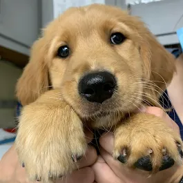 Shiloh Veterinary Hospital Picture 5