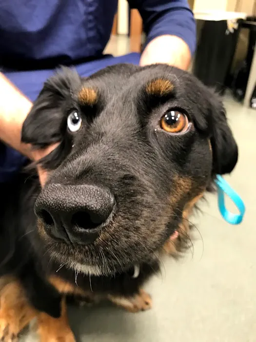 Shiloh Veterinary Hospital Picture 10