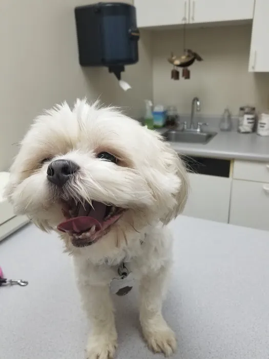 North Cobb Animal Hospital Picture 5
