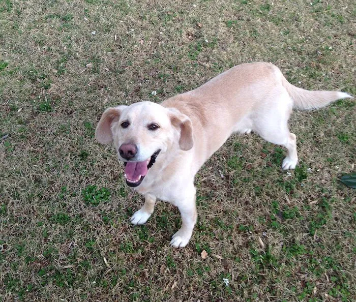 North Cobb Animal Hospital Picture 8