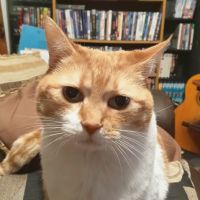 Kennesaw Mountain Veterinary Services ico