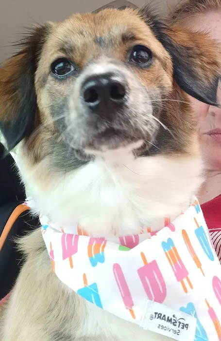 Kennesaw Mountain Veterinary Services Picture 6