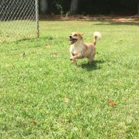 Kennesaw Pet Center ico