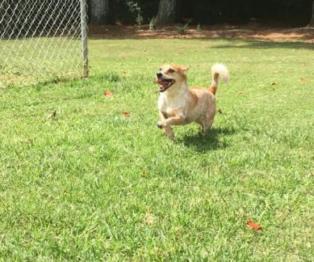 Kennesaw Pet Center
