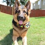 Heart of Suwanee Animal Hospital