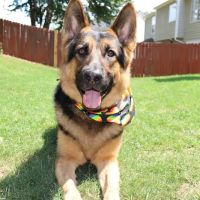 Heart of Suwanee Animal Hospital ico