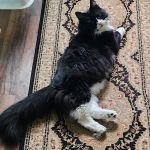 The Cat Clinic at Tiger Tails
