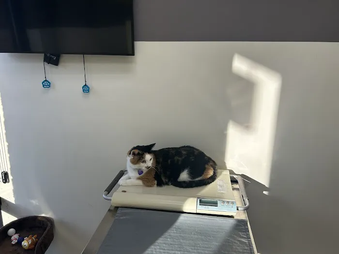 The Cat Clinic at Tiger Tails Picture 2