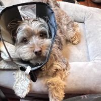 Tiger Tails Animal Hospital ico