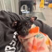 Veterinary Emergency Group ico