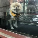 BluePearl Pet Rehab + Fitness