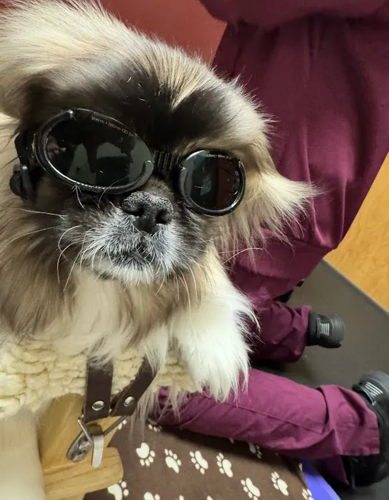 BluePearl Pet Rehab + Fitness Picture 5