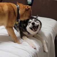 Banfield Pet Hospital ico