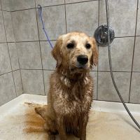 Providence Veterinary Clinic ico